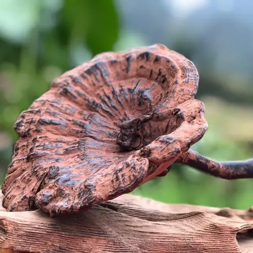 靈芝孢子油